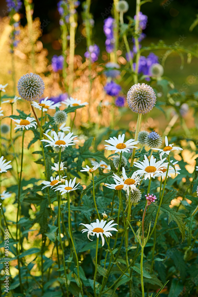 Closeup of fresh Daisies and Great globe thistle in a garden. A bunch of white and purple flowers on