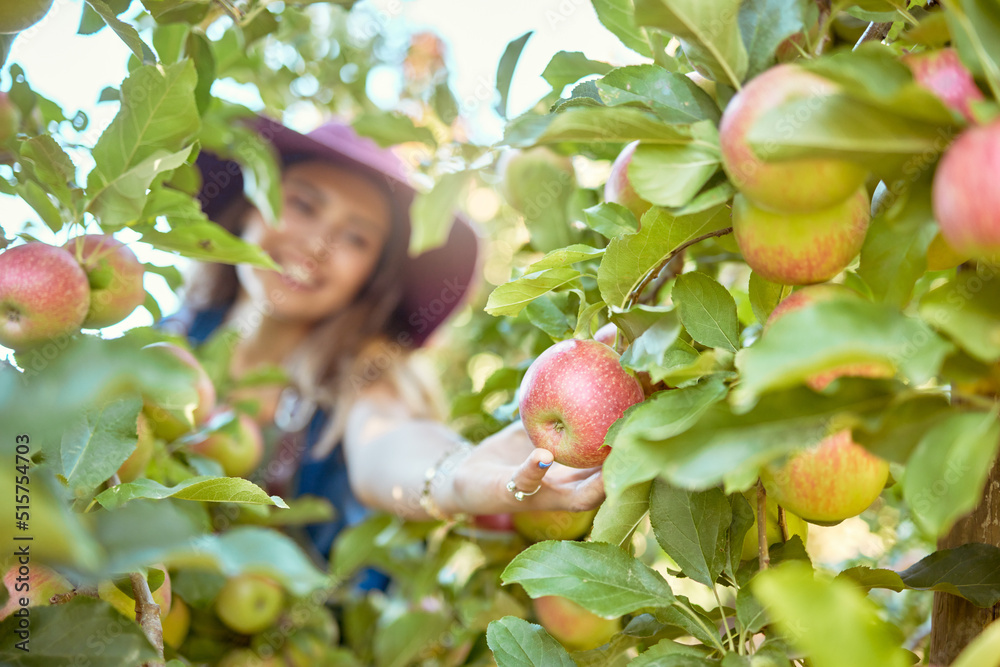 年轻的女人在树上摘苹果。丰收时，兴高采烈的女人在果园里抓水果