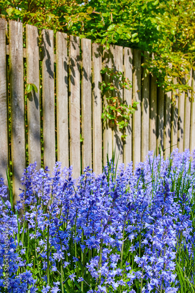 私人后院常见蓝铃花在绿色茎上生长和开花的景观视图o