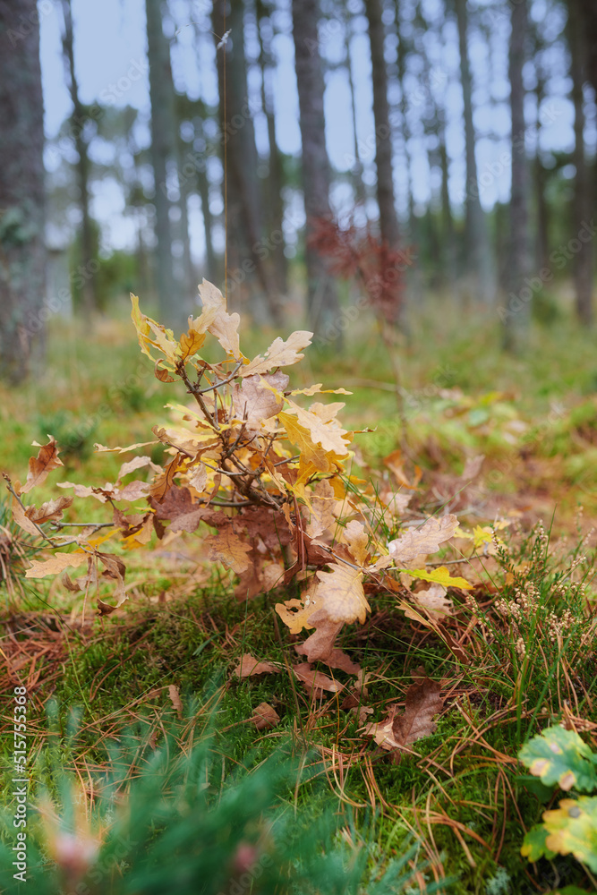 Closeup of dry autumn leaves from a pine, fir, spruce or cedar tree in a remote forest. Detail and t