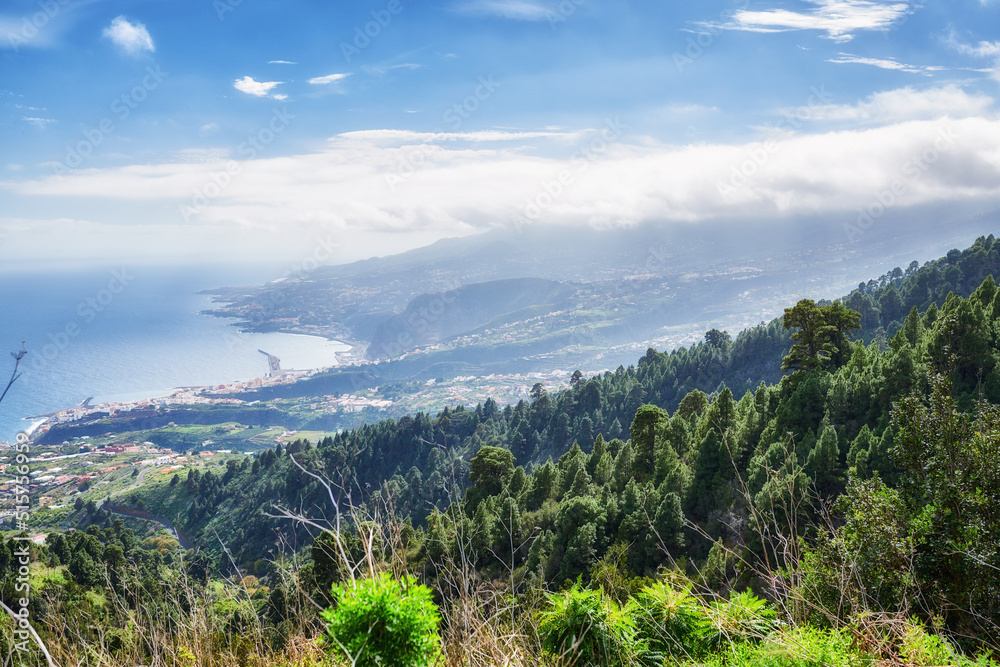 西班牙加那利群岛拉帕尔马山区美丽的松林。风景如画