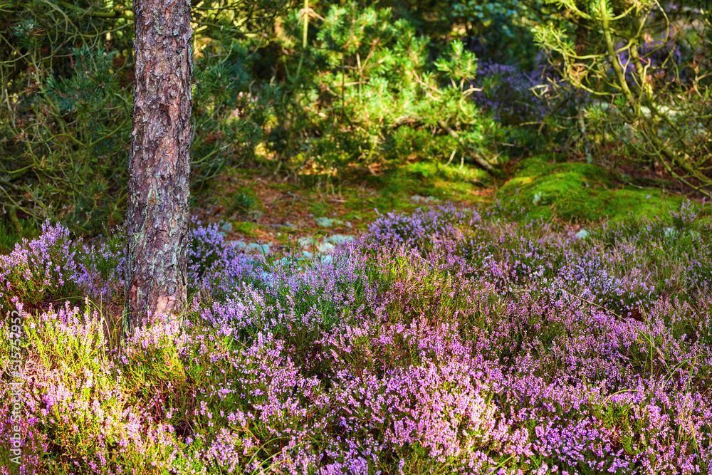 乡村紫色花朵和松树的彩色森林草甸。绿意盎然的田野智慧