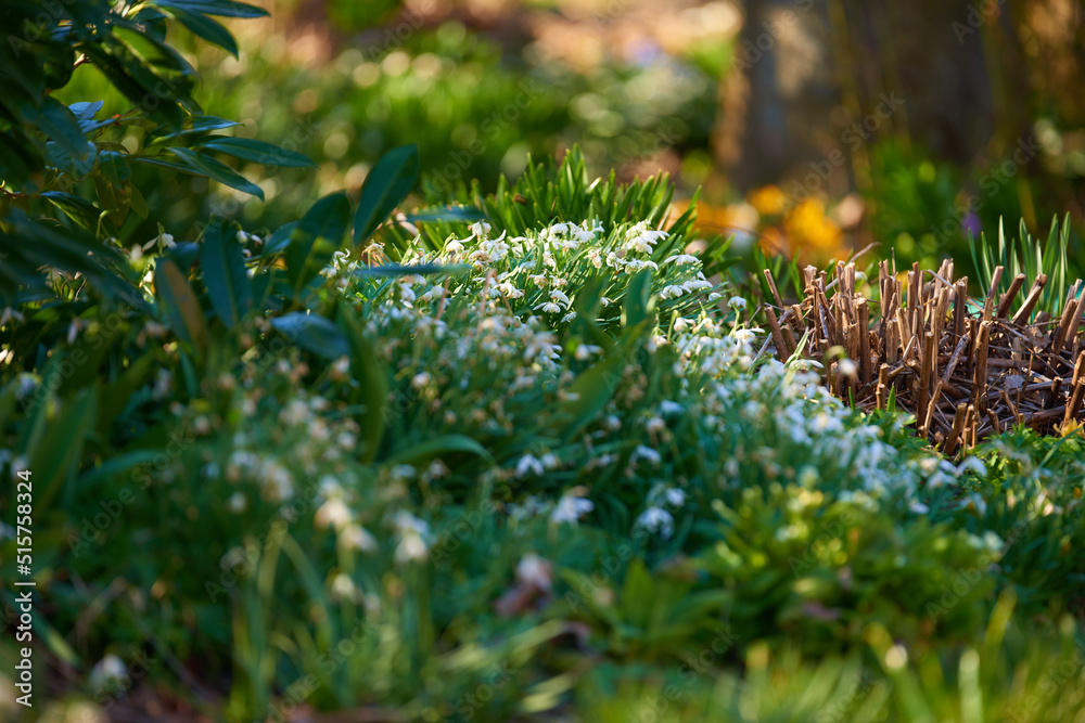 春天的一个美丽花园，白色的花朵长在绿色的草地上。低角度的明亮
