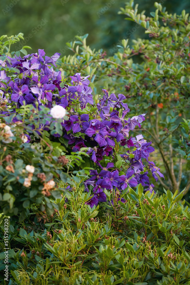 一组鲜艳的紫色铁线莲藤蔓花朵在郁郁葱葱的绿色灌木上绽放。精致的景色，fre
