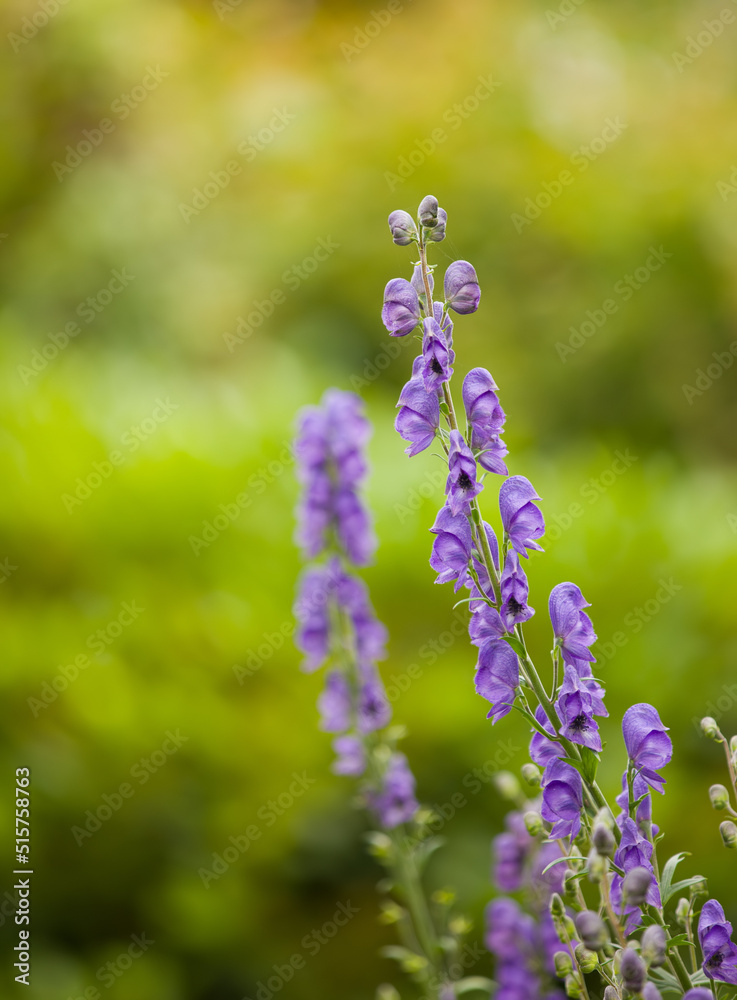 夏季在自然环境中盛开的紫色狐狸手套特写。紫地洋地黄生长