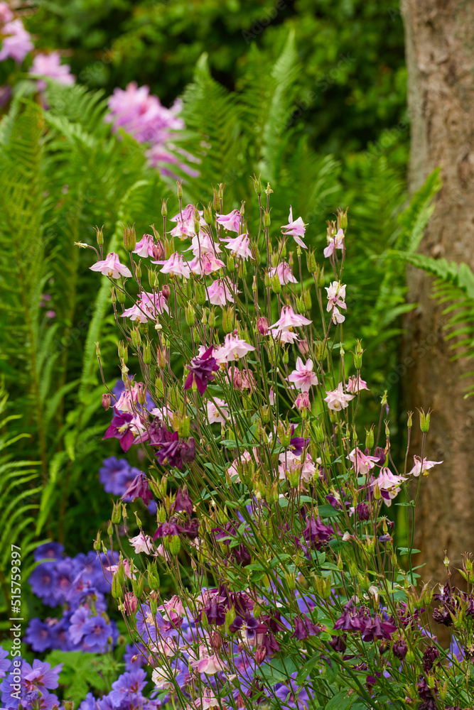 一组粉红色和紫色的哥伦比亚和草地鹰嘴豆在一个家庭花园里绽放和生长