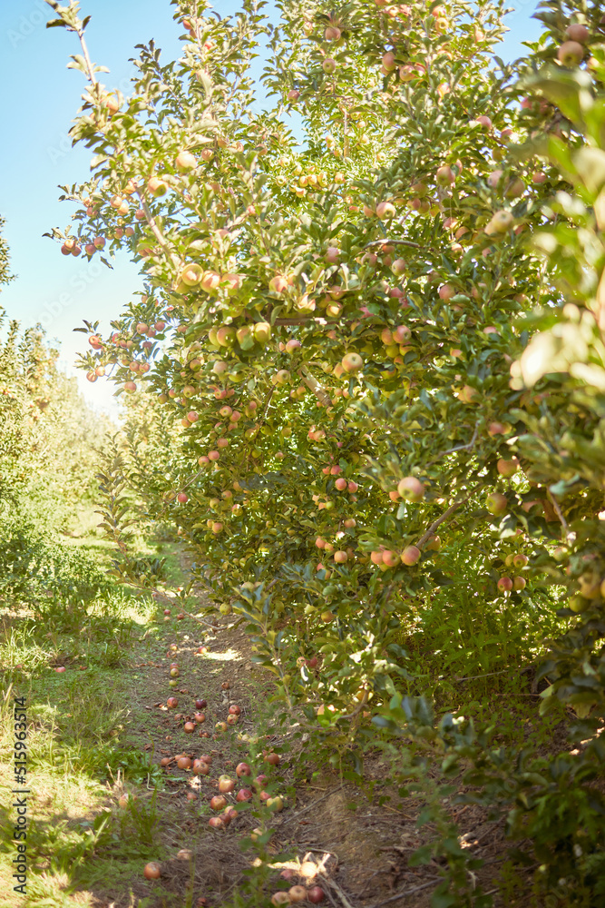 在可持续果园或农场的田地里，当季生长在树上收获的新鲜红苹果