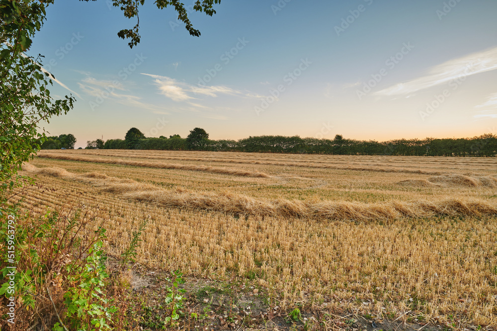 Harvested rows of wheat and hay in an open field against a blue sky background with copy space. Cut 