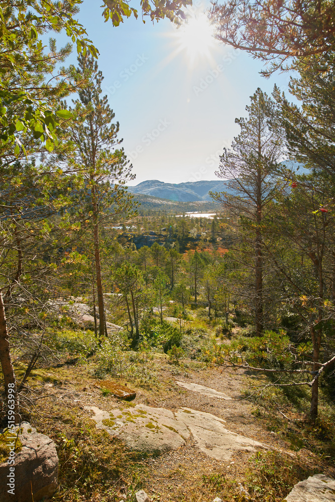 挪威宁静神秘的树林中生长着松树、冷杉或雪松的景观。郁郁葱葱的杜鹃花