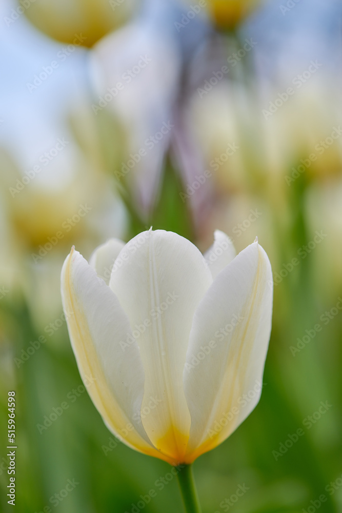 生长在花园里的白色郁金香花，背景是模糊的自然。花朵特写