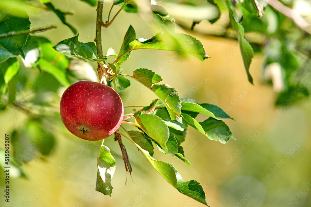 一个红苹果在户外的可持续农场里生长并挂在树枝上，带有复制水疗中心