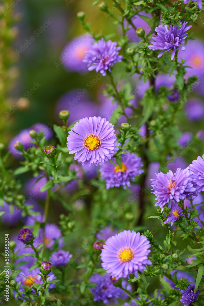 夏天，紫色紫荆花生长在花园里的绿色植物中。紫罗兰开花