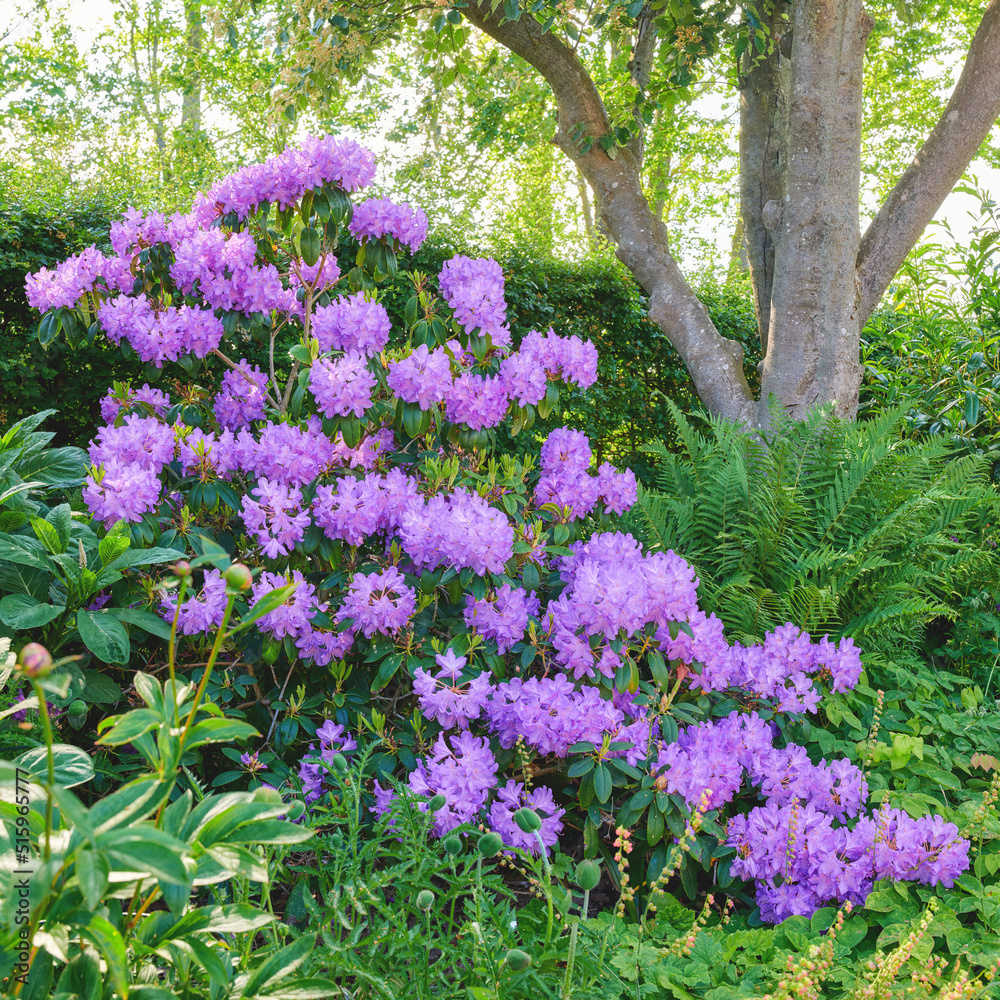 Purple Rhododendron flowers growing under a tree in a garden or forest outside in the sun. Closeup o