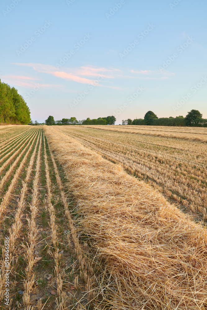 在一片开阔的田野里收获了一排排小麦和干草，背景是蓝色的天空，有复制空间。剪切s