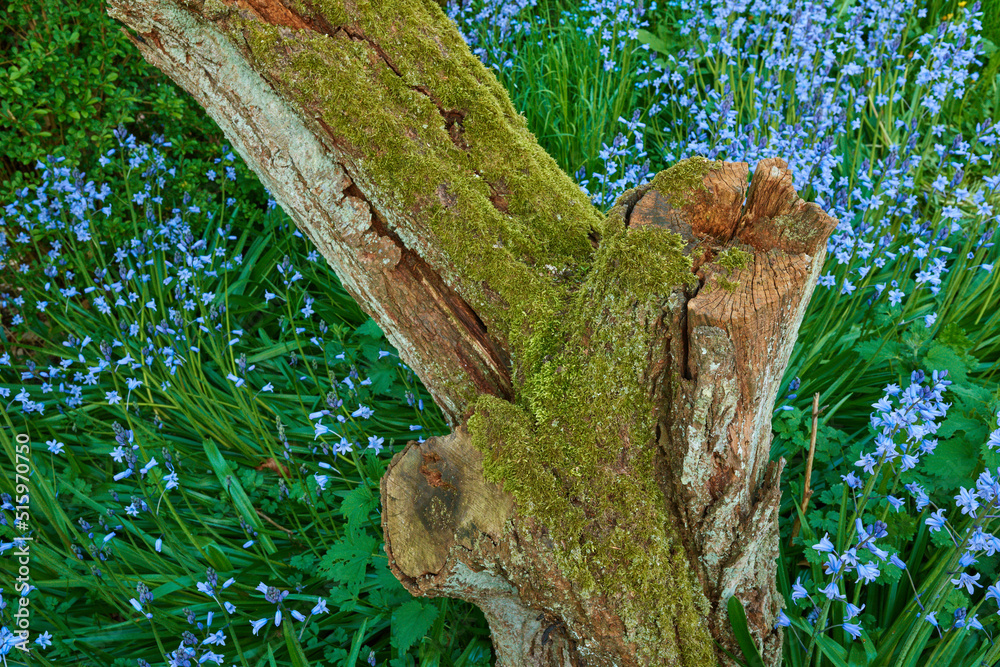 春天，蓝铃在森林中长满苔藓的树桩周围的特写。宏观细节
