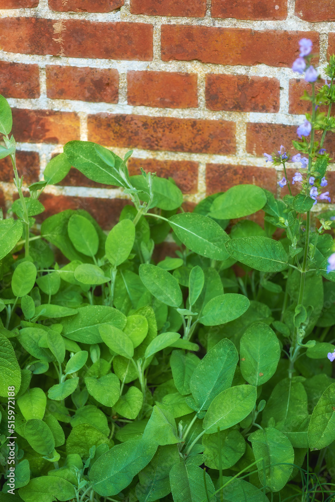 Overgrown wild herb garden against the wall of a red brick house. Various plants in a lush flowerbed