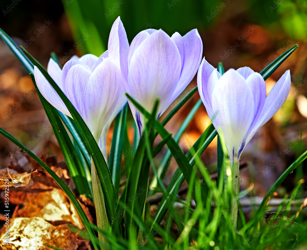 低矮的番红花，茎生长在地下，黄色、橙色或紫色的花朵象征着重生，ch