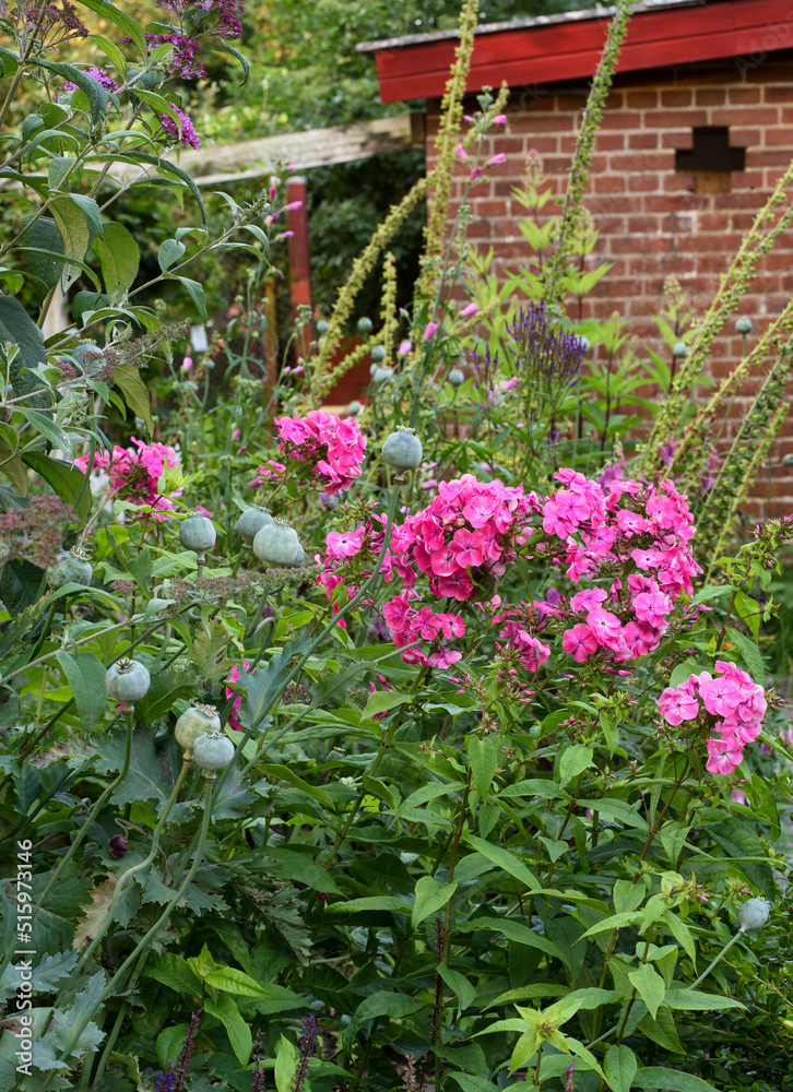 后院花园里开满了粉红色的福禄考花。茂盛的植物在植物学中绽放