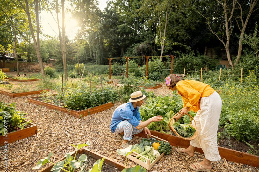 男人和女人在家里的花园里采摘新鲜的生菜，收割当地种植的蔬菜和蔬菜。Fa