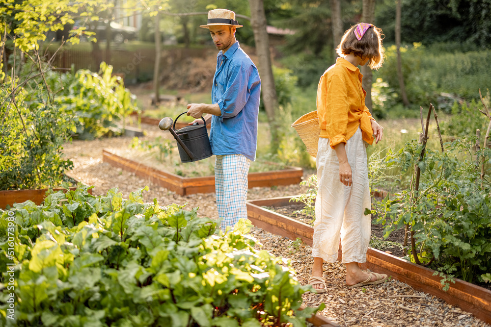 年轻夫妇照料植物，在家里的花园里种植当地蔬菜。男人给甜菜根浇水。C
