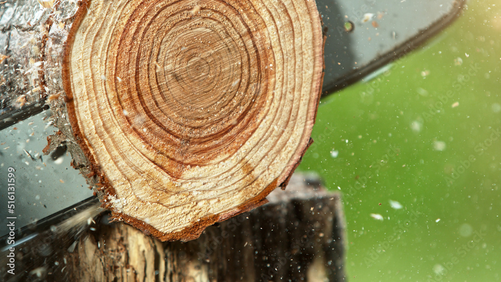 链锯木材原木的细节。