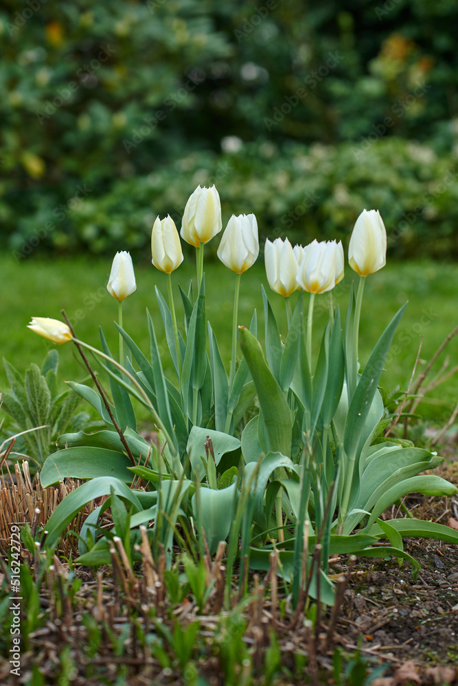 White tulip buds in a garden. Beautiful bunch of tulips growing in dark soil in a backyard. Spring p