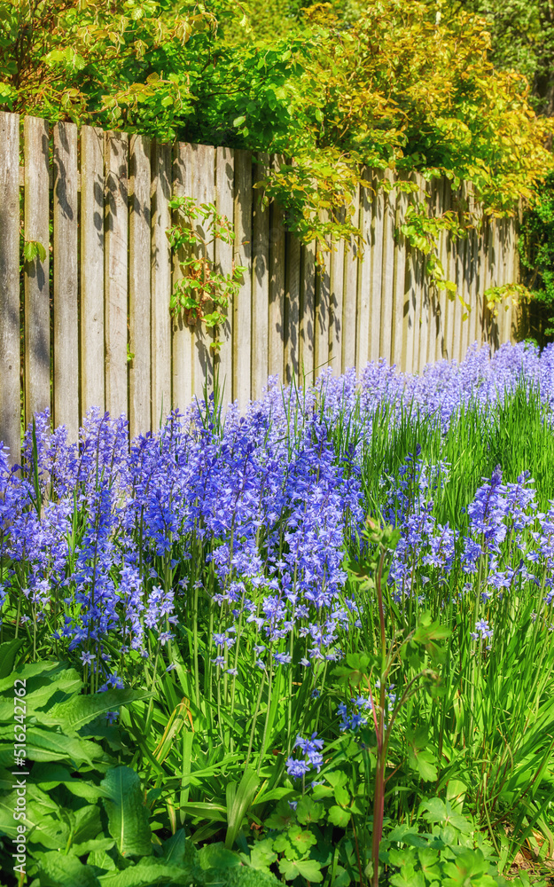 春天绿色花园里生长的新鲜蓝色铃铛特写，背景是木栅栏。Purpl