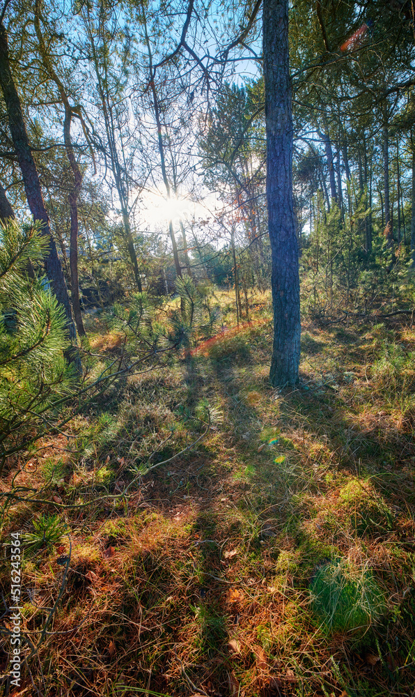 Sun shining through beautiful forest in autumn, magical trees and moss covered ground in a silent, t