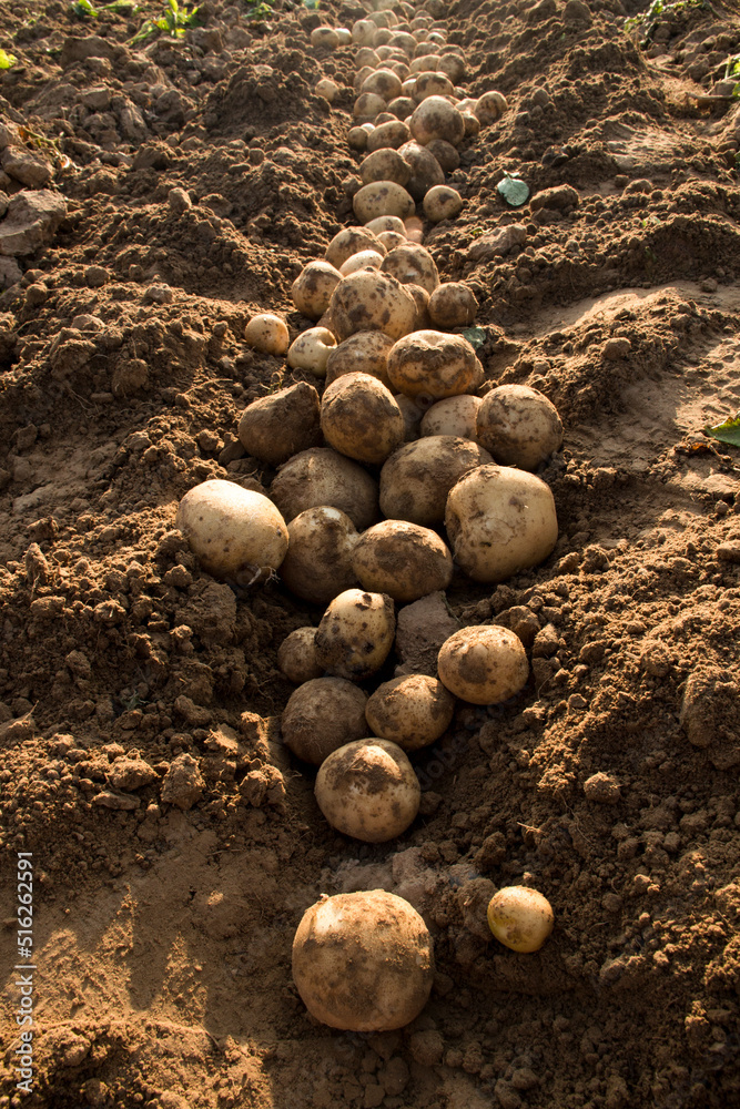 田间收获有机土豆。