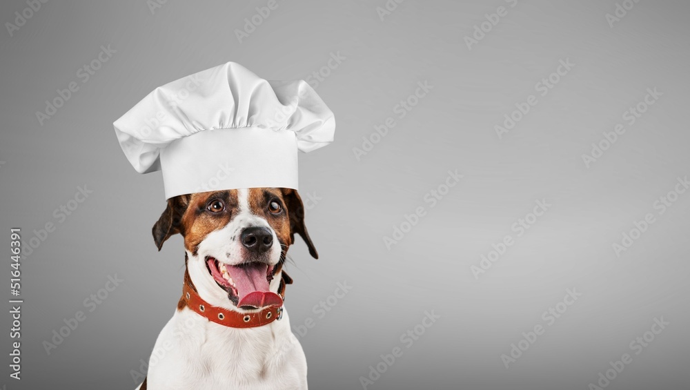 Funny puppy dog in chef cooking hat. Chef dog cooking dinner. Homemade food restaurant menu concept.