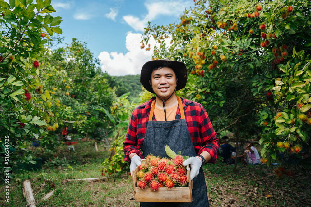 亚洲农民在红毛丹花园的木箱里拿着新鲜的红毛丹。有机水果农业