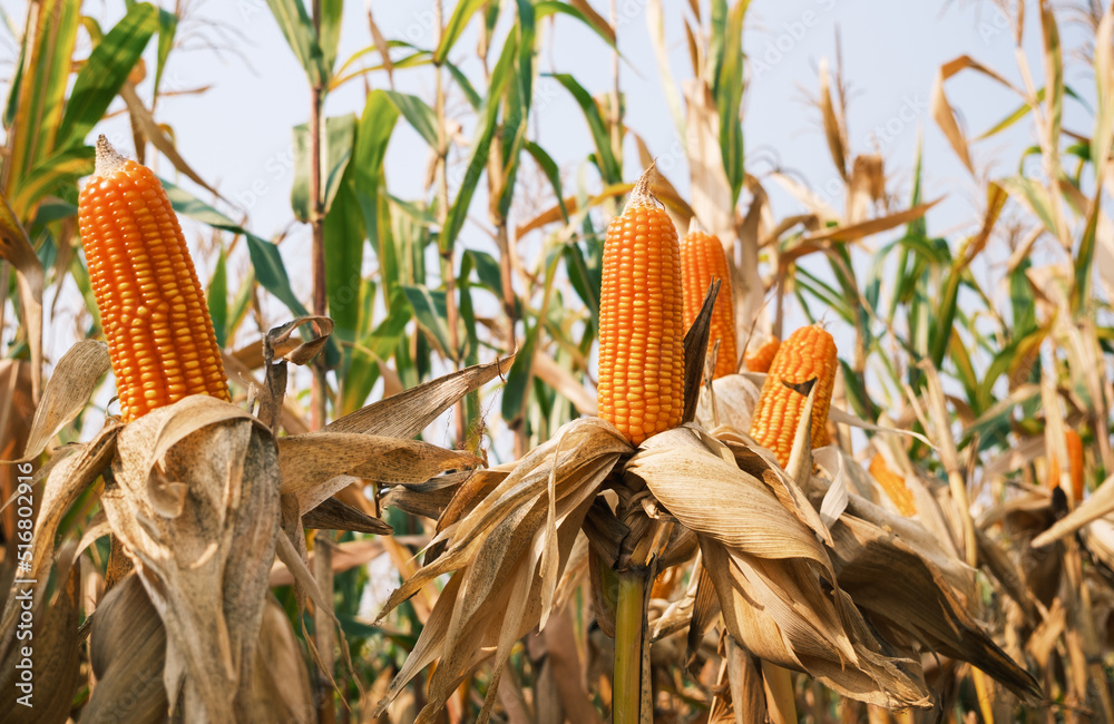 成熟玉米秸秆在农业耕地上收割