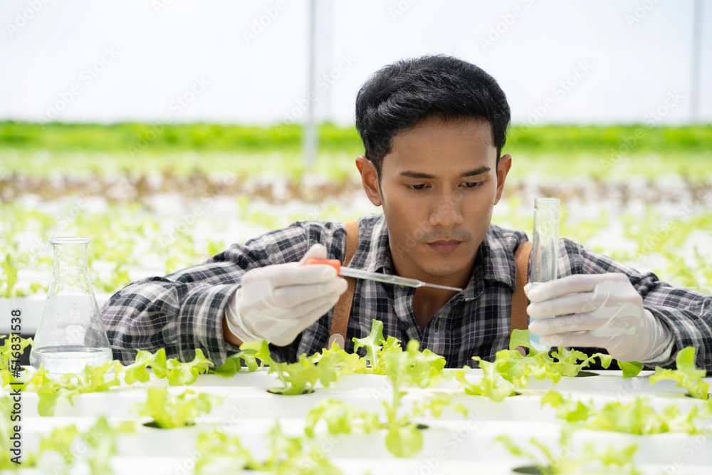 Asian man worker checking quality of organic vegetables. Hydroponics farm organic fresh harvested ve