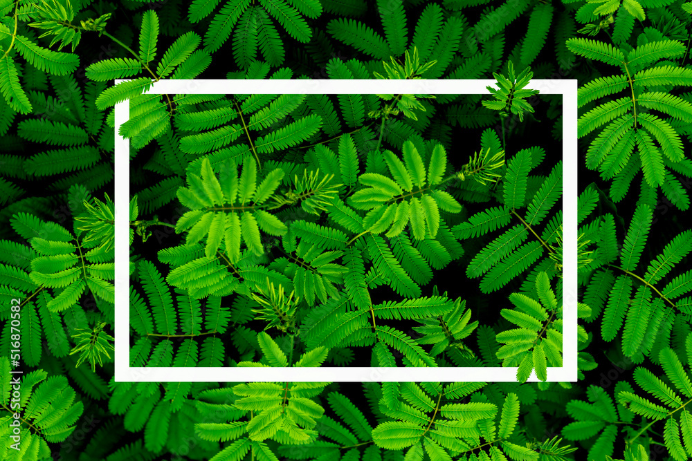 绿色抽象纹理，深色光线，自然背景，亚洲和泰国的热带树叶。Se