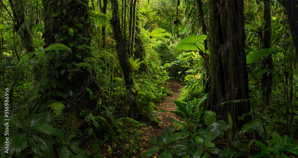热带雨林中的小路