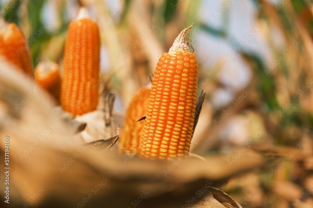 成熟玉米秸秆在农业耕地中收割