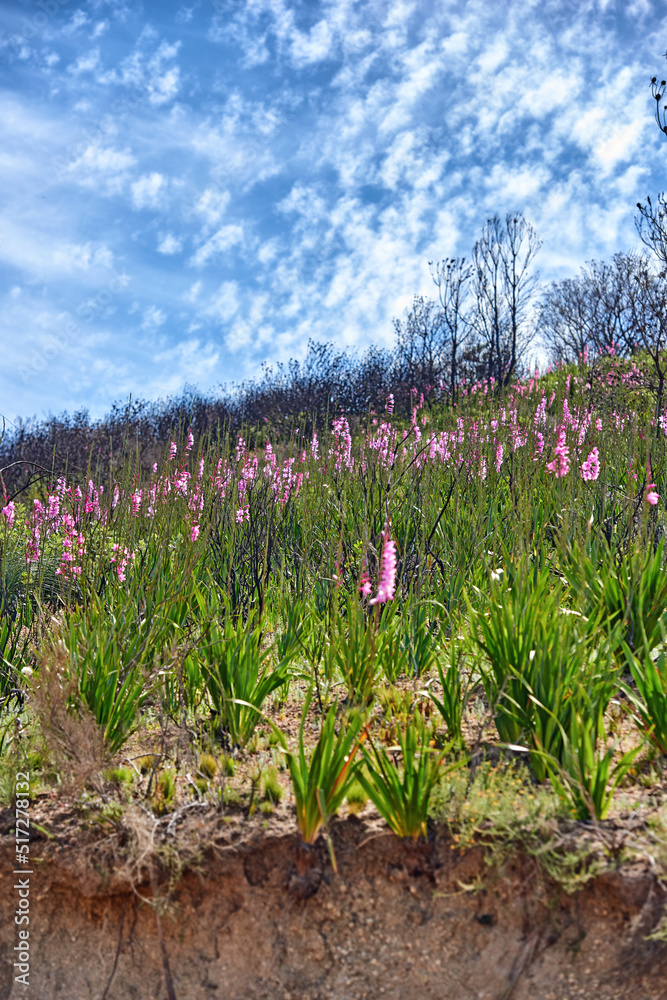 生长在美国南部开普敦桌山草地上的鲜艳的紫色女贞花和灌木
