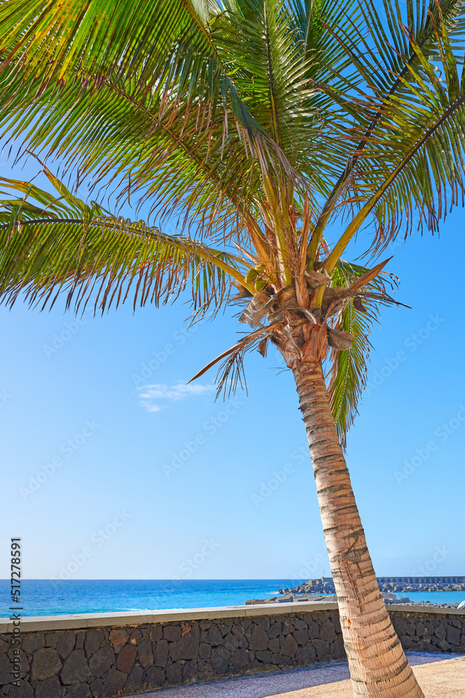 圣克鲁斯一个受欢迎的旅游胜地，露台或阳台上的一棵高棕榈树俯瞰大海