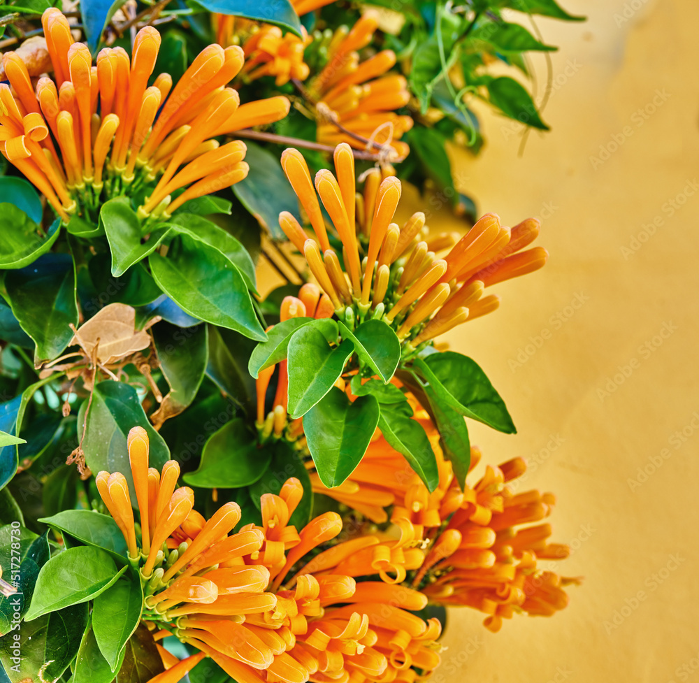 从下面看，一棵橙色火焰藤蔓植物，外面的家庭花园里长着郁郁葱葱的绿叶。