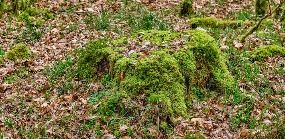树桩上的绿色苔藓和干燥的棕色叶子——乡村徒步旅行和探险的森林小径