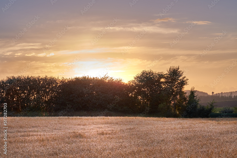 收获季节，在开放的农田里，金色的日落笼罩着可持续的小麦作物