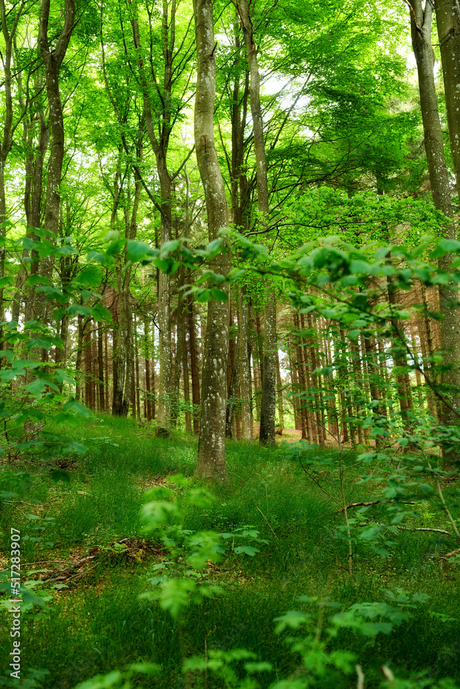 生长在森林中的野生桦树，有绿色的植物和灌木。高木t的风景景观