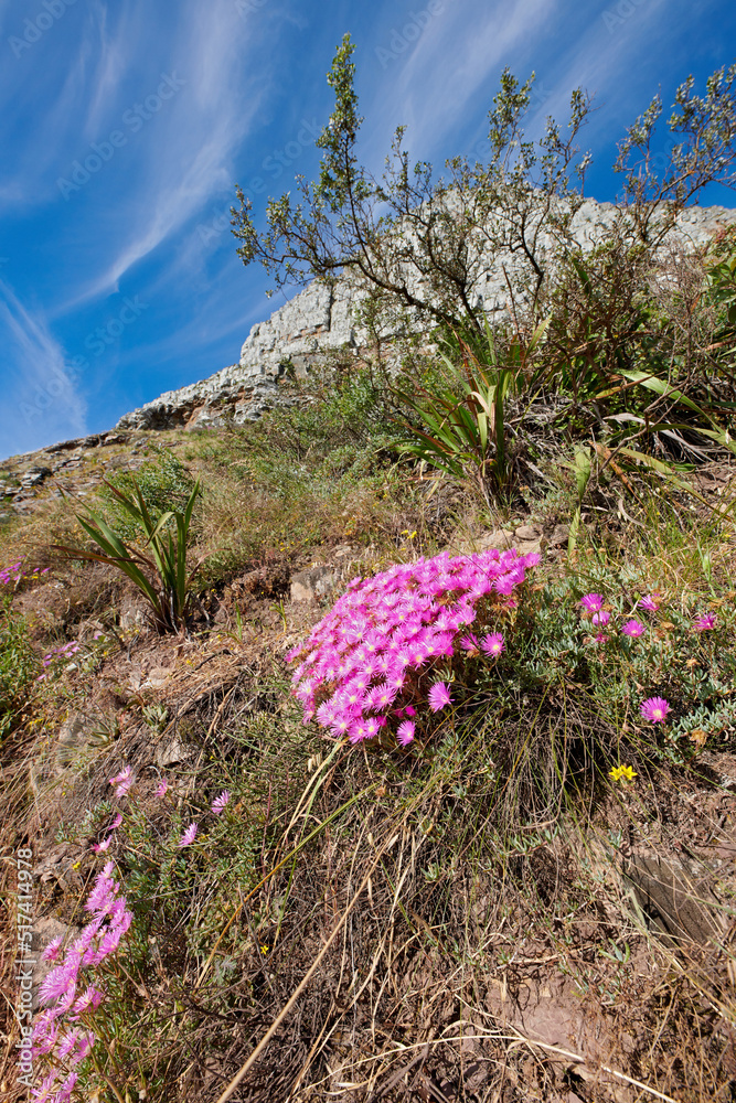 Pink mesembryanthem fynbos flowers growing on Table Mountain, Cape Town, South Africa. Green bushes 