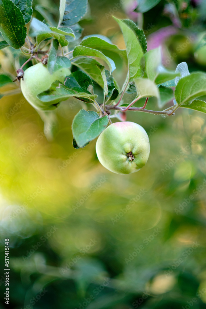 Organic fruit growing on an orchard on a sustainable farm during harvesting season with copy space. 