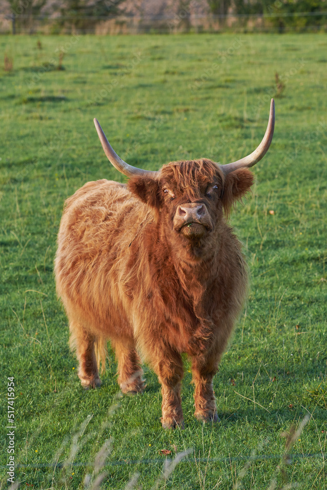 Highland cow startled while eating in the daytime. Longhorn cattle looks up while grazing in a large