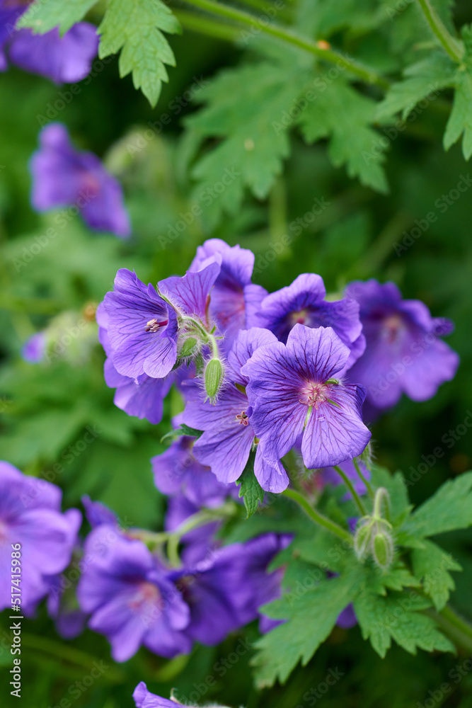 美丽的植物特写，充满活力的紫罗兰花瓣在春天郁郁葱葱的e中绽放
