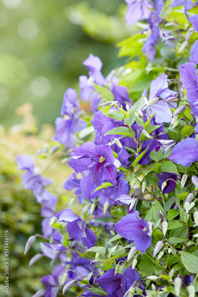 许多紫色的蔓越莓花生长在春天的花园里。美丽而充满活力的天竺葵多年生流动