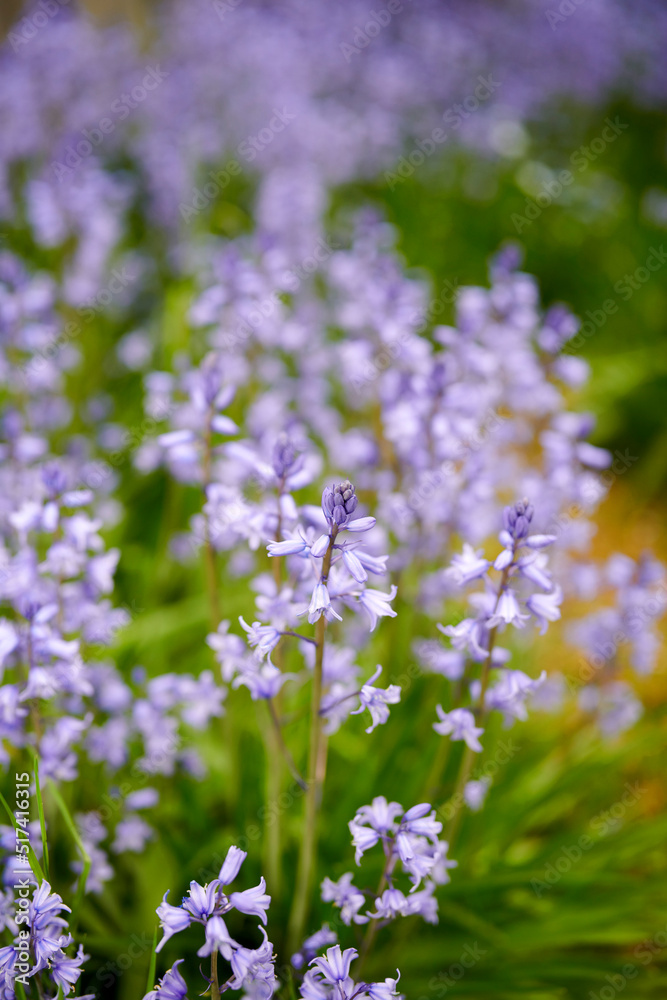 夏日下午，后院花园里开出了鲜艳的蓝铃花。一束明亮的紫色