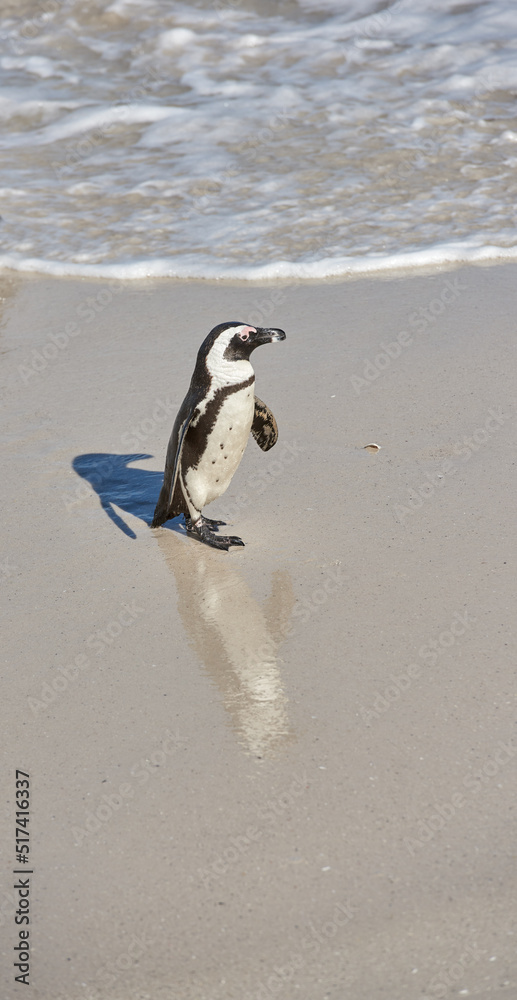 一个阳光明媚的夏日，南非博尔德海滩的一只黑脚小企鹅。一只北极企鹅