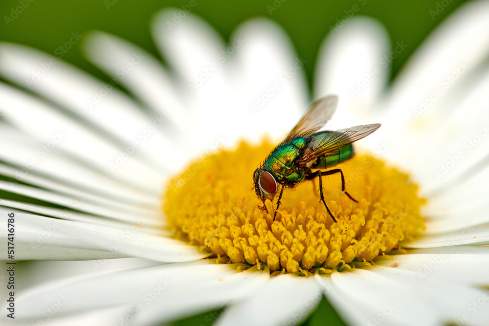 一只绿色瓶蝇在夏日为雏菊授粉。一只坐在浮冰上的喷蝇的特写细节